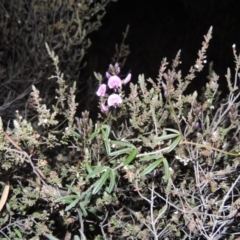 Glycine clandestina (Twining Glycine) at Rob Roy Range - 23 Sep 2014 by MichaelBedingfield