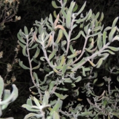 Persoonia rigida (Hairy Geebung) at Conder, ACT - 23 Sep 2014 by MichaelBedingfield