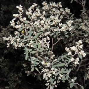 Pomaderris pallida at Conder, ACT - 23 Sep 2014 07:59 PM