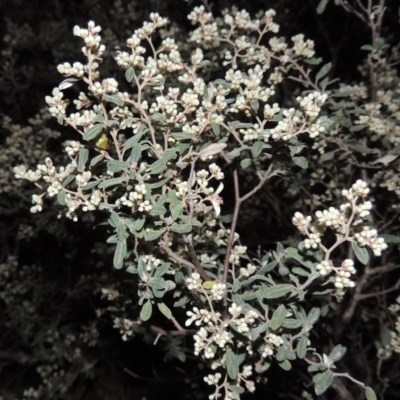 Pomaderris pallida (Pale Pomaderris) at Conder, ACT - 23 Sep 2014 by michaelb