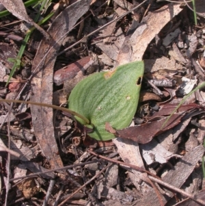 Eriochilus cucullatus at Canberra Central, ACT - suppressed