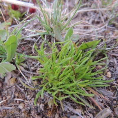 Isoetopsis graminifolia (Grass Cushion Daisy) at Theodore, ACT - 24 Sep 2014 by MichaelBedingfield