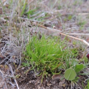 Isoetopsis graminifolia at Theodore, ACT - 24 Sep 2014