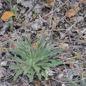 Plantago hispida at Theodore, ACT - 24 Sep 2014 06:44 PM