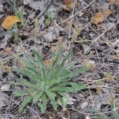 Plantago hispida (Hairy Plantain) at Theodore, ACT - 24 Sep 2014 by michaelb