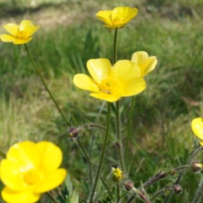 Ranunculus lappaceus (Australian Buttercup) at Hall Cemetery - 28 Sep 2014 by AaronClausen