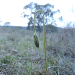 Microseris walteri at Tuggeranong Hill - 24 Sep 2014 07:10 PM