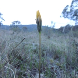 Microseris walteri at Tuggeranong Hill - 24 Sep 2014 07:10 PM