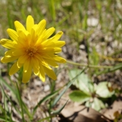 Microseris walteri (Yam Daisy, Murnong) at Hall, ACT - 28 Sep 2014 by AaronClausen