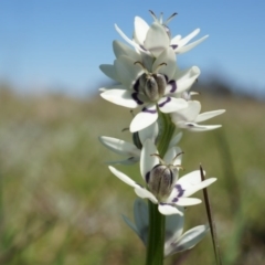 Wurmbea dioica subsp. dioica (Early Nancy) at Dunlop Grasslands - 28 Sep 2014 by AaronClausen