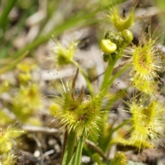 Drosera sp. (A Sundew) at Dunlop, ACT - 28 Sep 2014 by AaronClausen