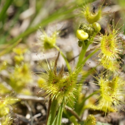 Drosera sp. (A Sundew) at Dunlop Grasslands - 28 Sep 2014 by AaronClausen