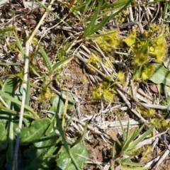 Drosera sp. at Dunlop, ACT - 28 Sep 2014