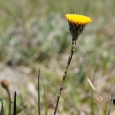 Leptorhynchos squamatus (Scaly Buttons) at Dunlop Grasslands - 28 Sep 2014 by AaronClausen