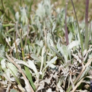 Leptorhynchos squamatus at Fraser, ACT - 28 Sep 2014