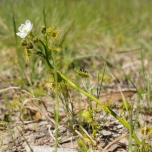 Drosera sp. at Hall, ACT - 28 Sep 2014 12:24 PM