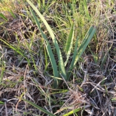 Dianella sp. aff. longifolia (Benambra) (Pale Flax Lily, Blue Flax Lily) at Pine Island to Point Hut - 25 Sep 2014 by michaelb