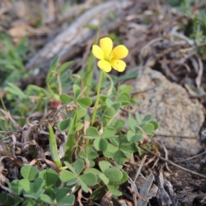 Oxalis sp. at Banks, ACT - 4 Sep 2014