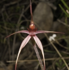 Caladenia orestes (Burrinjuck Spider Orchid) at Brindabella, NSW - 28 Sep 2014 by denisa