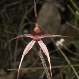 Caladenia orestes at suppressed - 28 Sep 2014