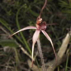 Caladenia orestes at suppressed - 28 Sep 2014