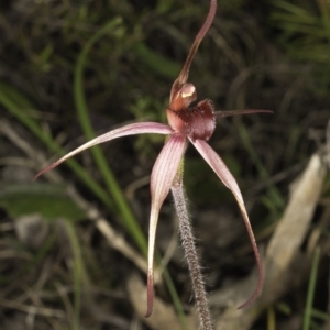 Caladenia orestes at suppressed - 28 Sep 2014