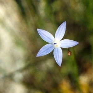 Wahlenbergia luteola at Greenway, ACT - 17 Nov 2006 12:00 AM