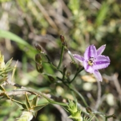 Thysanotus patersonii (Twining Fringe Lily) at Majura, ACT - 29 Sep 2014 by AaronClausen