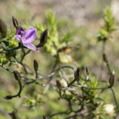 Thysanotus patersonii at Majura, ACT - 29 Sep 2014 11:13 AM