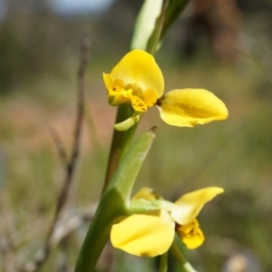 Diuris chryseopsis at Majura, ACT - suppressed