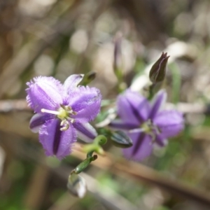 Thysanotus patersonii at Majura, ACT - 29 Sep 2014 10:31 AM