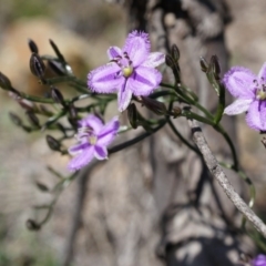Thysanotus patersonii (Twining Fringe Lily) at Majura, ACT - 29 Sep 2014 by AaronClausen