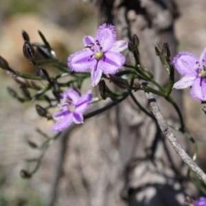 Thysanotus patersonii at Majura, ACT - 29 Sep 2014 10:28 AM