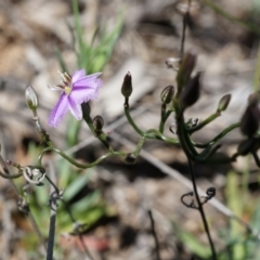 Thysanotus patersonii at Majura, ACT - 29 Sep 2014