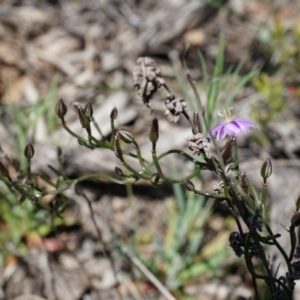 Thysanotus patersonii at Majura, ACT - 29 Sep 2014 10:28 AM