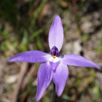 Glossodia major (Wax Lip Orchid) at Majura, ACT - 29 Sep 2014 by AaronClausen