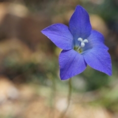 Wahlenbergia sp. (Bluebell) at Majura, ACT - 29 Sep 2014 by AaronClausen