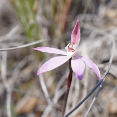 Caladenia sp. (A Caladenia) at Majura, ACT - 29 Sep 2014 by AaronClausen