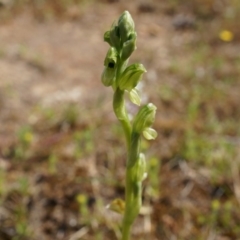 Hymenochilus bicolor (Black-tip Greenhood) at Majura, ACT - 29 Sep 2014 by AaronClausen