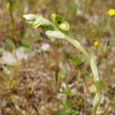 Hymenochilus bicolor (ACT) = Pterostylis bicolor (NSW) (Black-tip Greenhood) at Majura, ACT - 29 Sep 2014 by AaronClausen