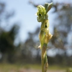 Hymenochilus bicolor (Black-tip Greenhood) at Majura, ACT - 29 Sep 2014 by AaronClausen