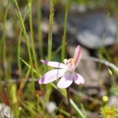 Caladenia sp. (A Caladenia) at Majura, ACT - 29 Sep 2014 by AaronClausen