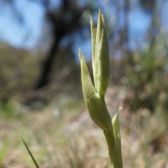 Pterostylidinae (greenhood alliance) (A Greenhood) at P11 - 29 Sep 2014 by AaronClausen