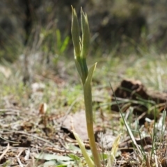 Pterostylidinae (greenhood alliance) at Mount Majura - suppressed