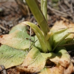 Pterostylidinae (greenhood alliance) at Mount Majura - 29 Sep 2014