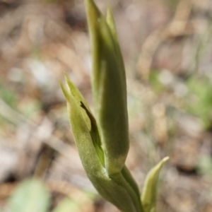 Pterostylidinae (greenhood alliance) at Mount Majura - 29 Sep 2014