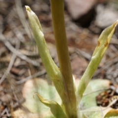 Pterostylidinae (greenhood alliance) at Mount Majura - suppressed