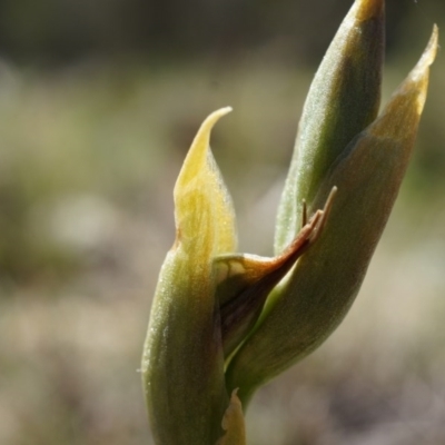 Oligochaetochilus sp. (A Rustyhood Orchid) at P11 - 29 Sep 2014 by AaronClausen