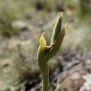 Oligochaetochilus sp. at Mount Majura - suppressed