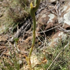 Oligochaetochilus sp. at Mount Majura - 29 Sep 2014